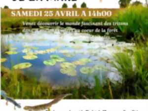 photo Tritons, les dragons de la mare