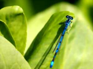 photo À la rencontre des petites bêtes aquatiques