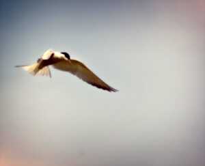 photo La Loire, un fleuve à plumes