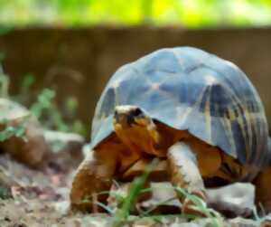photo LA VALLEE DES TORTUES