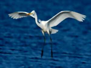 photo Nature en fête : sortie observation des oiseaux