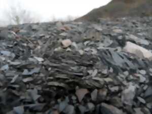 photo A la recherche des cailloux à fleurs