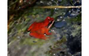 photo Conférence sur les mythes et légendes autour des amphibiens
