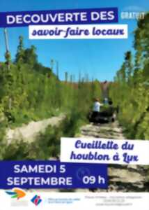 photo Découverte des savoir-faire locaux : Cueillette du houblon à Lux