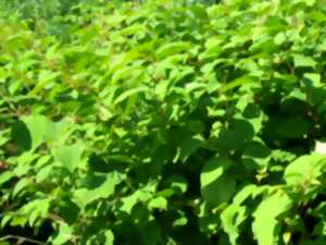 photo Agissons pour la forêt : ensemble contre les plantes invasives !