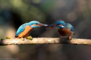 photo L’or de nos rivières forestières
