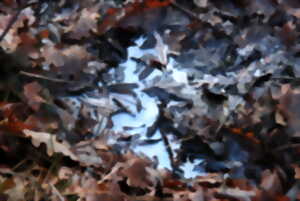 photo Le pétrole en forêt : à la découverte d’une exploitation historique