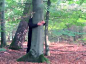 photo Les pouvoirs bienfaisants des arbres