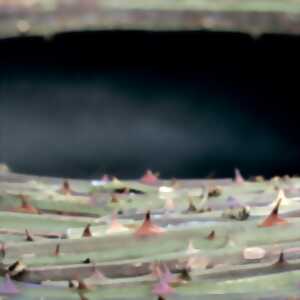 photo Exposition Lucioles Paysannes de Guillaume de la Follye de Joux