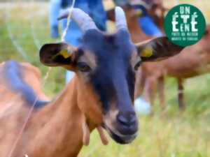 photo À la rencontre des producteurs - La chèvrerie d'Anne Paraud