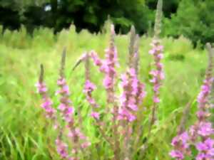 photo A la découverte des milieux naturels autour de l'étang de la Pouge
