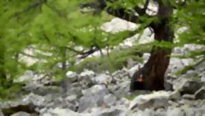 photo Les Rencontres de Villefavard - Caroline Audibert - Les Audionautes, à l'écoute des chants de la terre