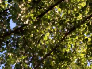 photo Sortie avec la maison de la nature - Nos amis les arbres