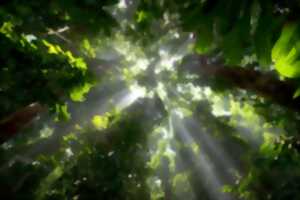 photo Exposition photographique - Remarq-Arbres