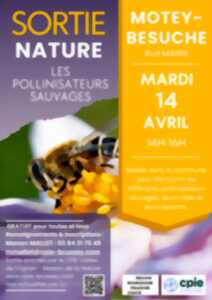 photo Sortie nature : Les pollinisateurs sauvages