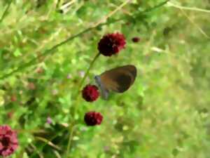 photo Entre plantes, oiseaux & papillons