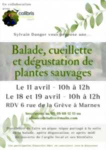 photo Ateliers cueillettes et dégustations de plantes