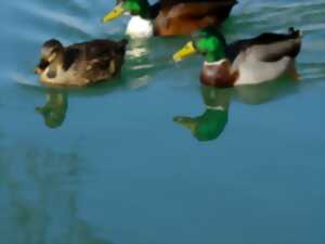 photo Visite guidée : Les animaux dans la ville !