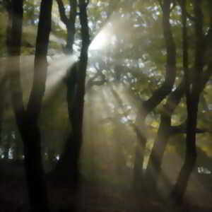 photo Jour de forêt à Bibracte