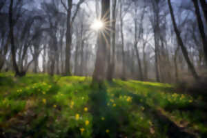 photo Bois départemental de Maroeuil - Doudou visite la forêt