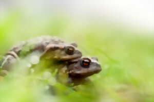 photo Glaisière de Nesles - Grenouilles en vadrouille