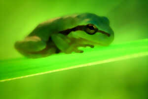 photo Bois des Bruyères - Les Veilleurs de la Mare