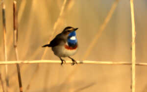 photo Réserve Naturelle Nationale des Étangs du Romelaëre - Découverte des oiseaux de la réserve naturelle