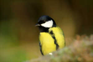 photo Terril de Pinchonvalles - Passereau super-héro !