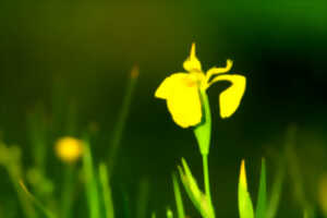 photo Réserve Naturelle Régionale du Marais de Condette -  Les plantes, du jardin aux œuvres