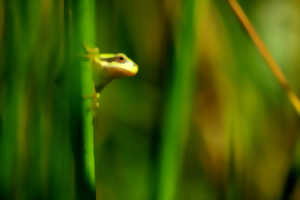photo Réserve Naturelle Nationale de la Baie de Canche – Les amphibiens