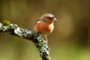 photo Poudrerie d'Esquerdes - Une histoire qui a influencé la nature