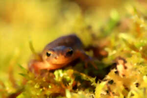 photo Dunes du Mont Saint-Frieux - Les secrets de la mare