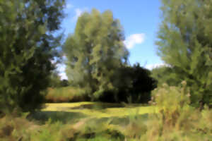 photo Grand marais d'Etaing - Le saule têtard