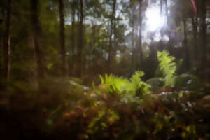 photo Bois de Givenchy - Nature en Éveil