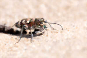 photo Dunes de Sainte-Cécile – Les petits aventuriers des dunes : mission insectes