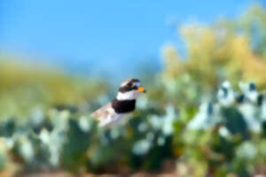 photo Dunes de la Slack et Pointes aux Oies - Maraudage