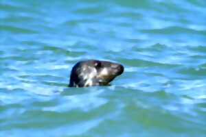 photo Baie d'Authie - Les phoques