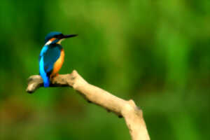 photo Domaine de Bellenville - Escape game sur les oiseaux du Pas-de-Calais
