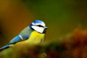 photo Réserve Naturelle Nationale de la Baie de Canche - Des virtuoses qui nous mettent de bonne humeur