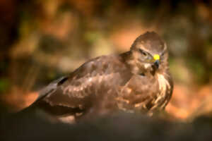 photo Bois départemental de Maroeuil - Les rapaces du bois