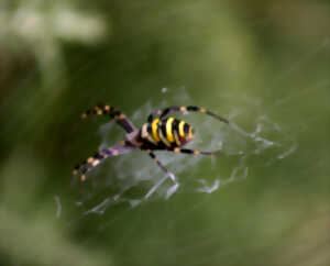 photo Dunes d'Ecault - Tissez votre lien avec les araignées