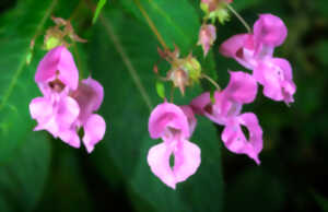 photo Lac d'Ardres - Chantier nature