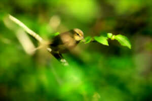 photo Bois d'Epinoy et d'Emolière - A l'écoute des oiseaux