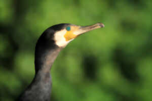 photo Réserve Naturelle Nationale des Étangs du Romelaëre - Grand cormoran et compagnie
