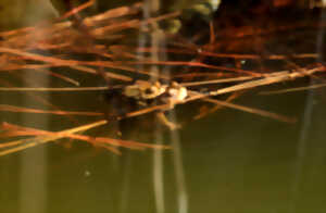 photo Domaine de Bellenville - Les amphibiens