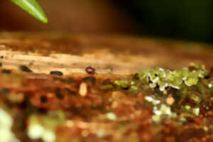 photo Bois de bertincourt- La litière forestière