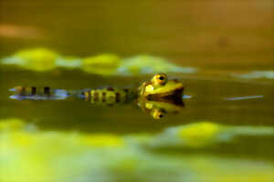 photo Réserve Naturelle Régionale du Plateau des Landes - Les amphibiens