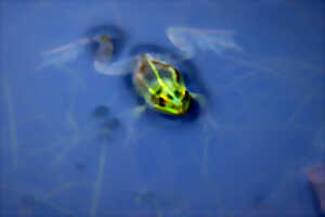 photo Bois d'Haringzelle - Les mares du bois