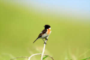 photo Dunes de Stella-Merlimont – Les passereaux des dunes