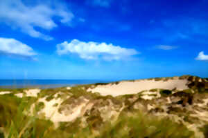 photo Dunes de Mayville – Faune et flore dunaire